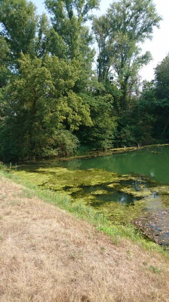 Altrhein bei Breisach